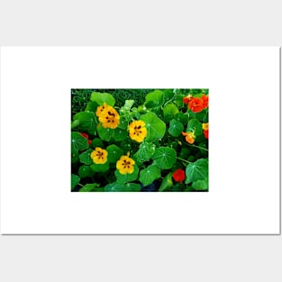 Yellow and orange nasturtiums Posters and Art